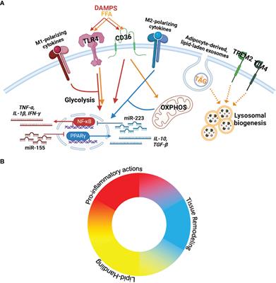 Capturing the multifaceted function of adipose tissue macrophages